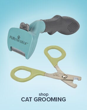 Cat Grooming